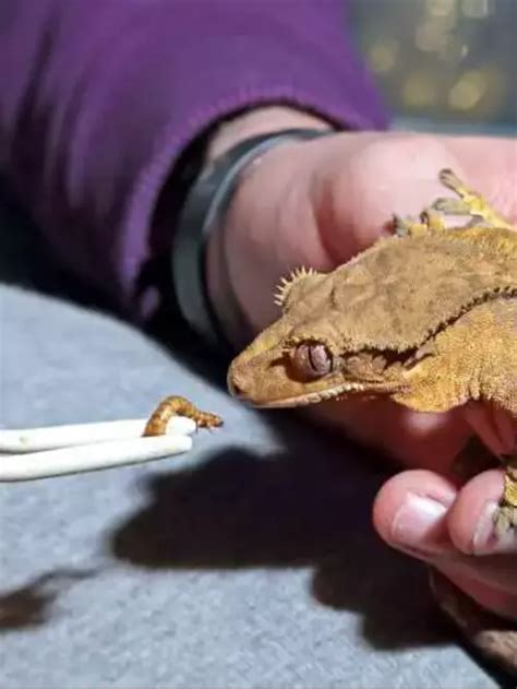 Is Crested Gecko A Good Pet My Experience With Her