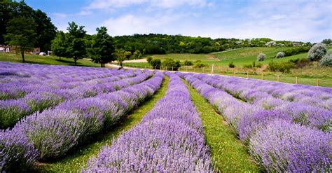 Photo of a Lavender Field · Free Stock Photo