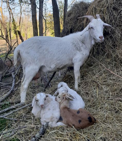 Kiko Goats - Almost Appalachian Farm