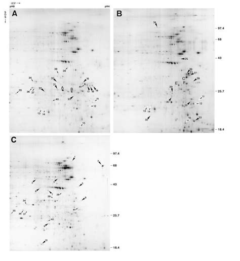 Sex Specific And Blood Meal Induced Proteins Of Anopheles Gambiae