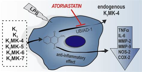 Cells Free Full Text Exogenous Vitamins K Exert Anti Inflammatory