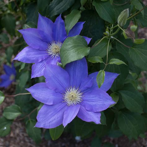 Best Clematis Varieties To Grow Plantly