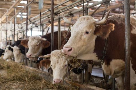 Panduan Ternak Sapi Sukses Jenis Sapi Dan Tahapan Budidaya