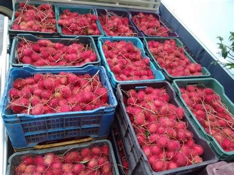 Malaysian Rambutan Packaging Type Carton At Rs 210kg In Kottayam