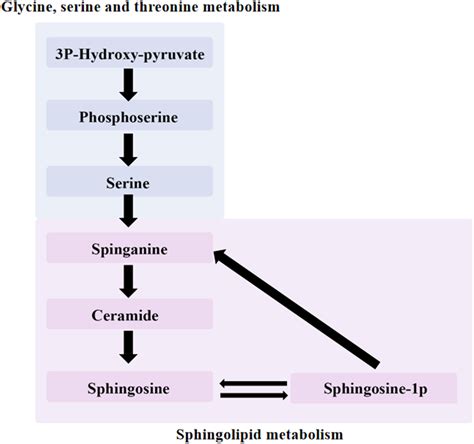 Relationship Between Glycine Serine And Threonine Metabolism And