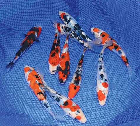 Five Tips For Identifying Sanke And Showa Koi Pond Trade Magazine