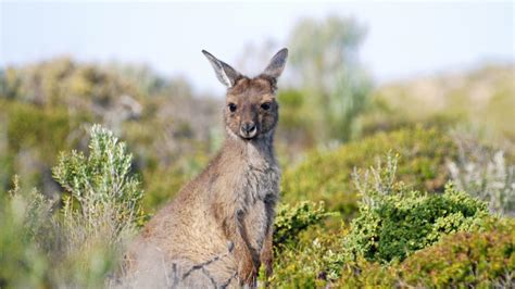 Ihre Australien Rundreise Traum Am Ende Der Welt Diamir