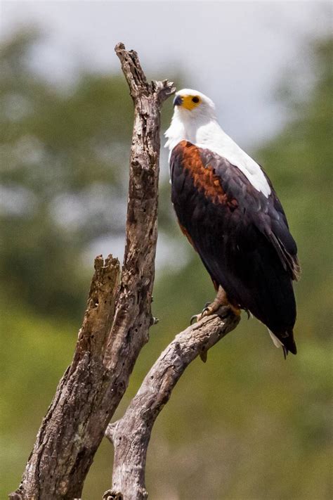 The Sigma 150-600mm Sport Lens is AMAZING for Wildlife Photography