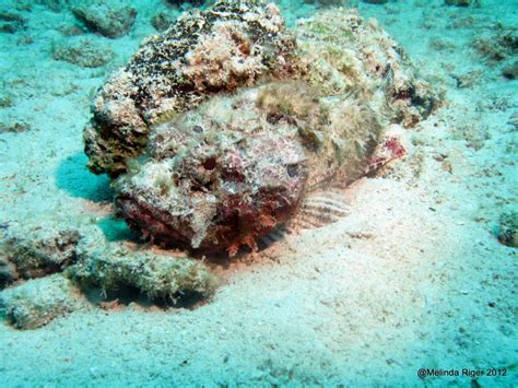 MASTERS OF UNDERWATER CAMOUFLAGE: BAHAMAS REEF FISH (7) | ROLLING ...