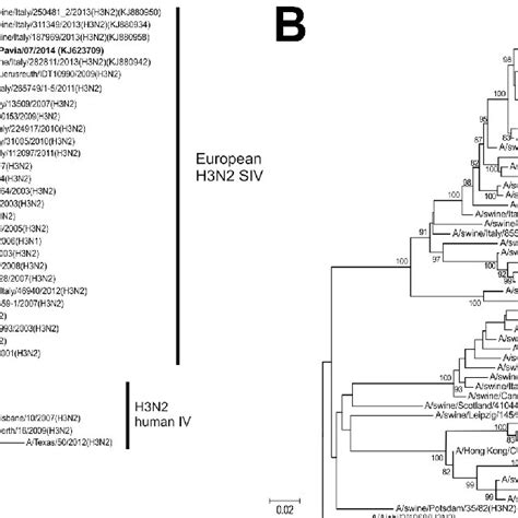 Phylogenetic Trees Of The Hemagglutinin A And Neuraminidase B Genes