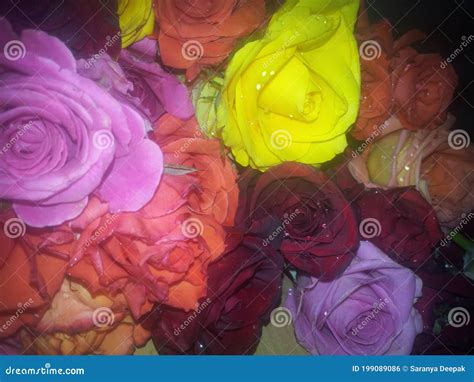 Multi Color Roses Bunch Love To See The Colour Ful Roases Stock Photo