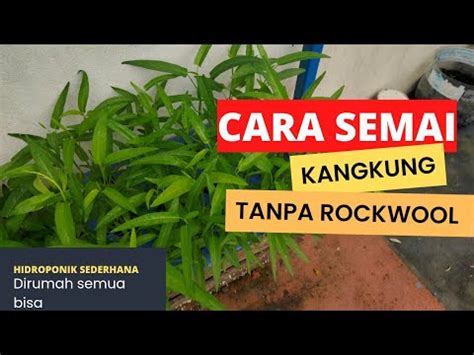 Cara Tanam Kangkung Hidroponik Tanpa Rockwool Cepat Dan Praktis