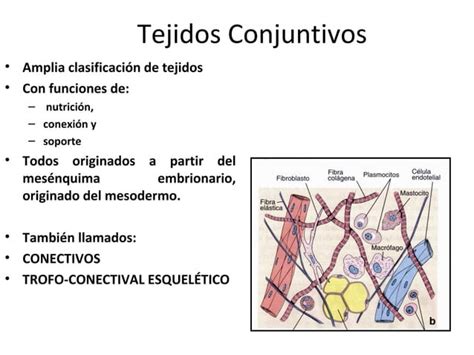 Tejidos Conectivos Ppt