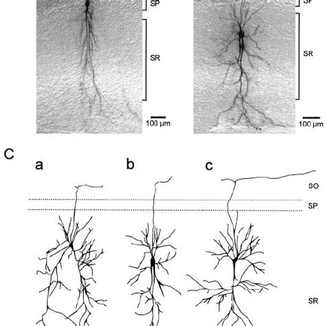 Morphological Features Of Rgcs A B Photomicrographs Of An Exemplary