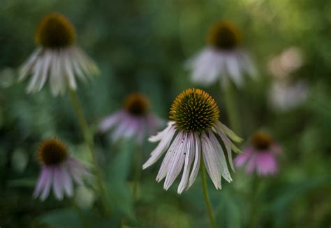 Mitmachthema Nikon Zfc mit Voigtländer NOKTON D35mm F1 2 Seite 2