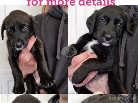 Black Lab X Collie Lurcher Puppies Ready Now In St Austell Pl25 On