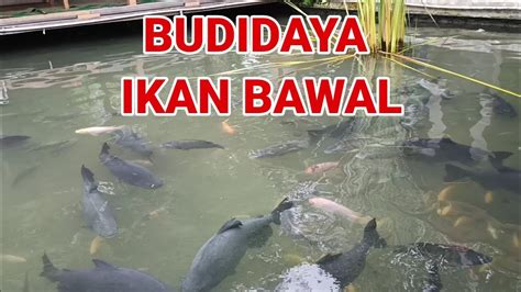 Budidaya Ikan Bawal Youtube