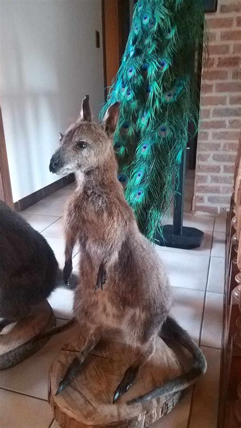 Kangaroo Taxidermy Oddities Cabinet Of Curiosities Full Mount Etsy