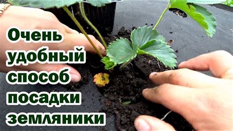 Высаживаю усы земляники удобным способом - YouTube