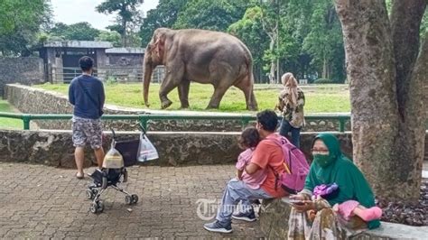 Warga Ber Ktp Non Dki Jakarta Tak Diizinkan Berekreasi Di Kebun