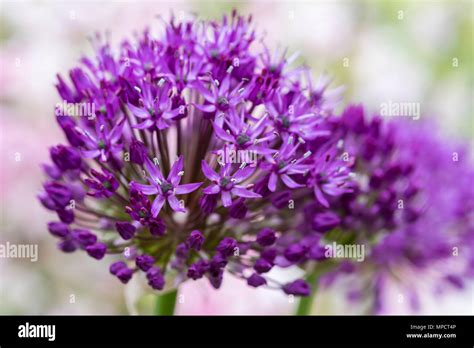 Allium Hollandicum Purple Dutch Garlic Stock Photo Alamy