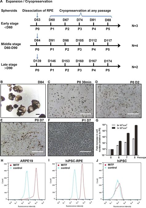 Primary And Passaged Culture Of Hipsc Rpe Cells Isolated From Rpe