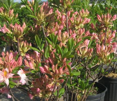 Rhododendron Atlan X Pericly Choptank Rose Hybrid Azalea From