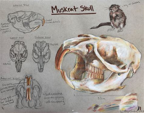 Drawing study of a Muskrat Skull 💀🐿 graphite, pen, color pencil, and ...