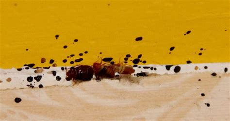 Why Do Bed Bugs Come Saxon Pest Management