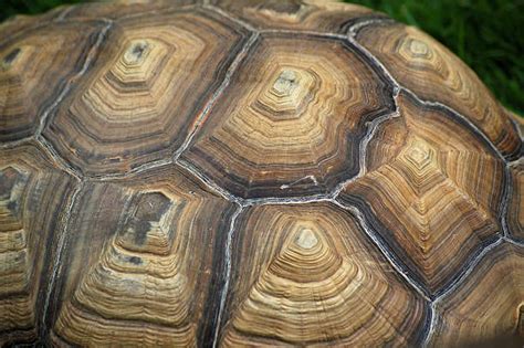 Best Turtle Shell Pattern Stock Photos, Pictures & Royalty-Free Images ...