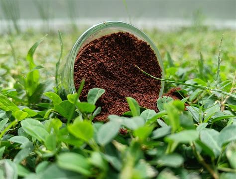 Ways To Use Coffee Grounds For Plants