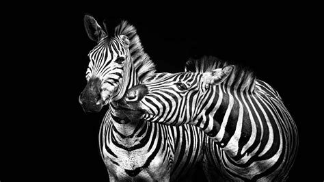 Top 999+ Zebra Wallpaper Full HD, 4K Free to Use