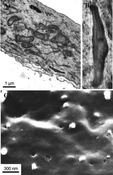 Electron Microscopy Em Of Cultured Human Glomerular Microvascular