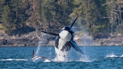 The Killer Whale Majesty And Mystery Of The Oceans Apex Predator