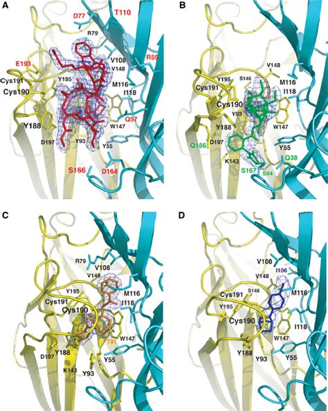 Structures Of Aplysia AChBP Complexes With Nicotinic Agonists And