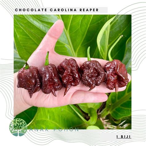 Jual Benih Bibit Biji Cabai Chocolate Carolina Reaper Cokelat Pepper