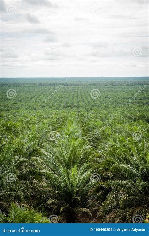 Palm oil plantation stock photo. Image of nature, harvest - 100440804