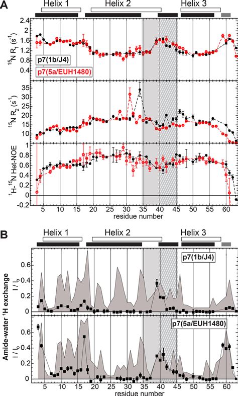 HCV P7 Backbone Amide Dynamics And Amide Water Proton Exchange A 15