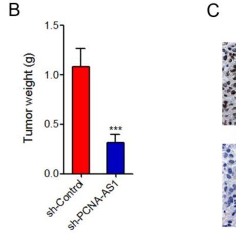 Depletion Of Pcna As Inhibits Nsclc Tumor Growth In Vivo A Tumor