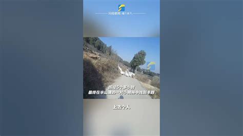 Shorts 羊丢了😭民警翻山越岭，助农户找回50多只走失羊 Youtube