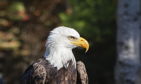 Bald eagle attacks $950 state drone, drops it into Lake Michigan | The ...