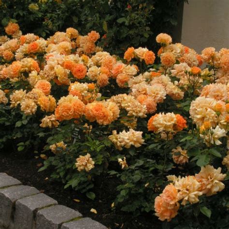 Роза Голделзе. (Goldelse) Флорибунда купить в интернет-магазине ЦВІТСАД ...