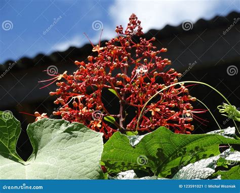 Clerodendrum Paniculatum Or Pagoda Flower Stock Image Image Of