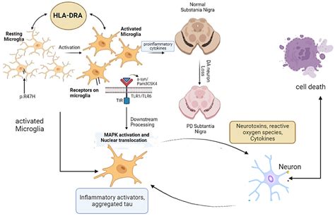 Microglia And Astrocytes Dysfunction In Parkinsons Disease