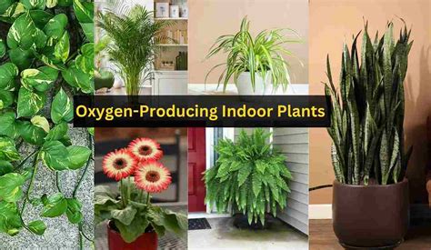 7 Must Have Oxygen Producing Indoor Plants For Your Home And Office