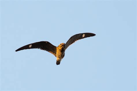 Common Nighthawk In Flight Orange Birding