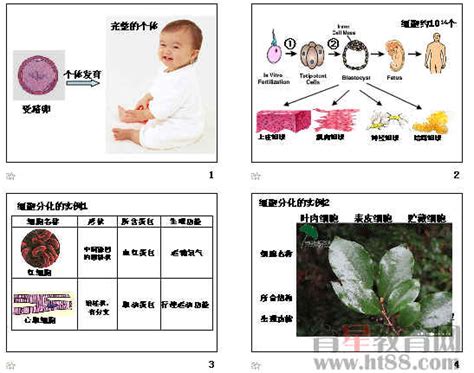 细胞的分化ppt45 人教课标版