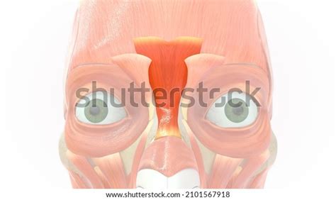 Procerus Muscle Anatomy 3d Illustration Stock Illustration 2101567918 ...