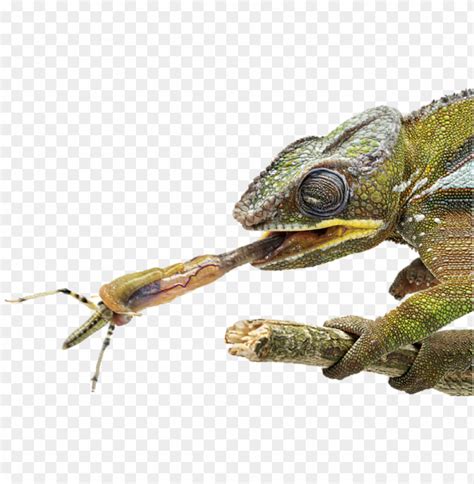 Download facts about chameleons tongue dk find out - chameleon tongue ...