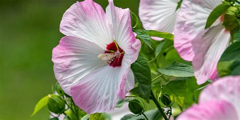 What are the Different Types of Hibiscus Varieties? | Platt Hill ...